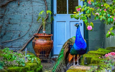 peacock in napa